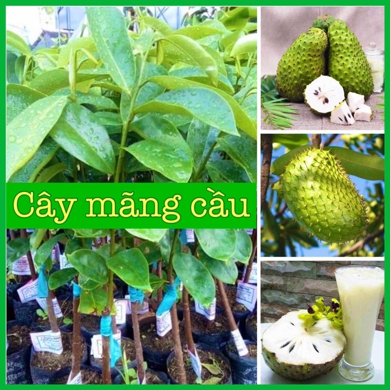 Cây mãng cầu xiêm cao 50-70 cm