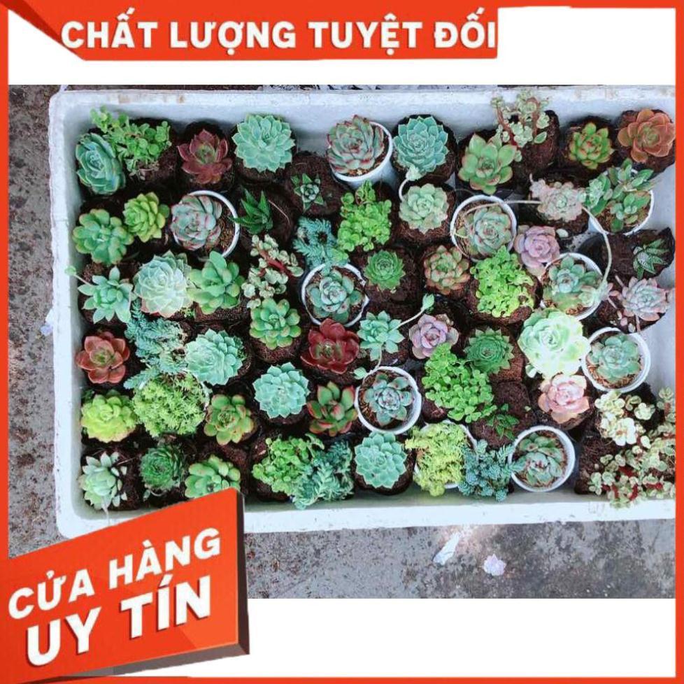 Combo 10 cây sen đá Nhiều Người Mua