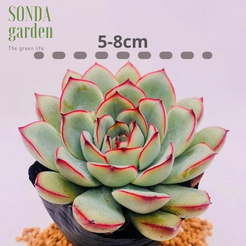 SEN ĐÁ VIỀN HỒNG SIZE BÉ SIÊU KHỎE ĐẸP LỖI 1 ĐỔI 1