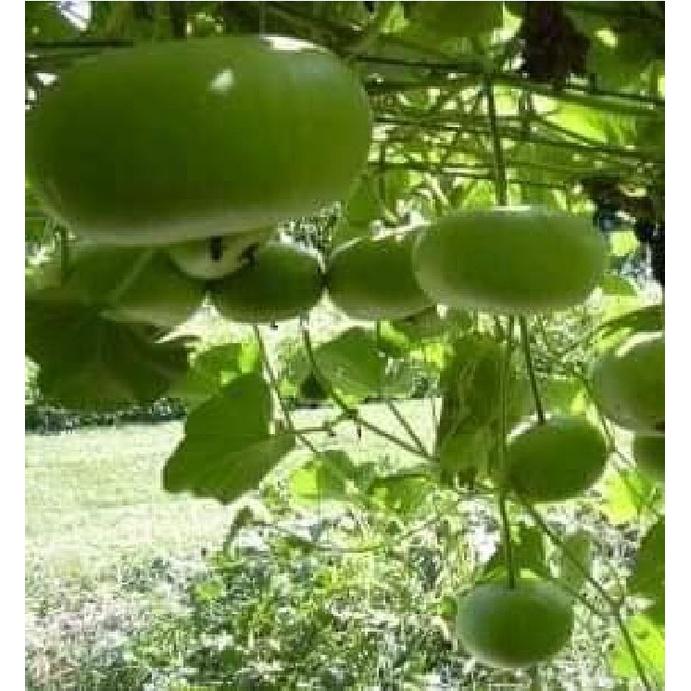 Hạt giống bầu quả tròn Thái lan-gói 10 hạt/tặng kèm gói phân bón lót