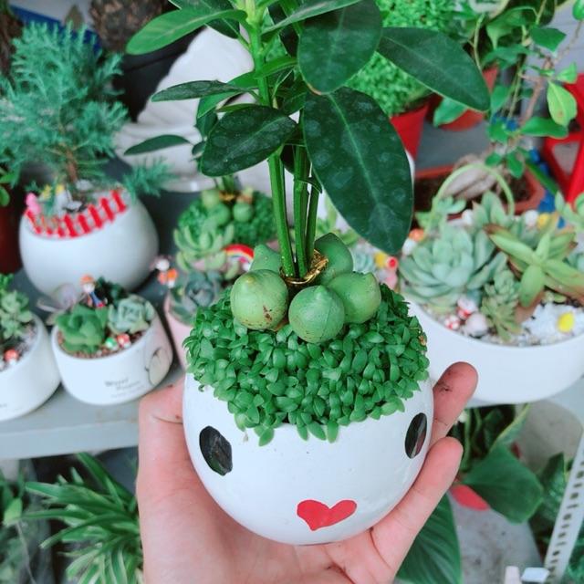 Chậu cây may mắn 5 củ