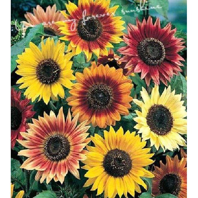 Combo 2 gói Hạt giống hoa hướng dương nhiều màu-gói 30 hạt/tặng kèm 3 viên nén ươm hạt