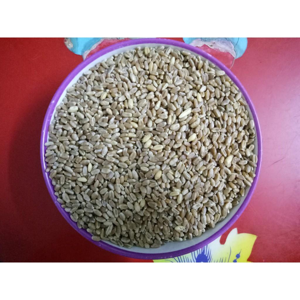 HẠT LÚA MÌ DÙNG LÀM CÂY MẦM CHO THÚ CƯNG, CHIM, VẸT,BỒ CÂU, CU GÁY, MÈO