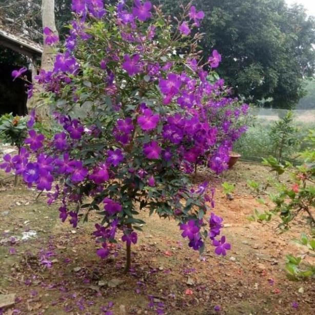CHẬU HOA MUA TÍM THÁI LAN SIÊU ĐẸP