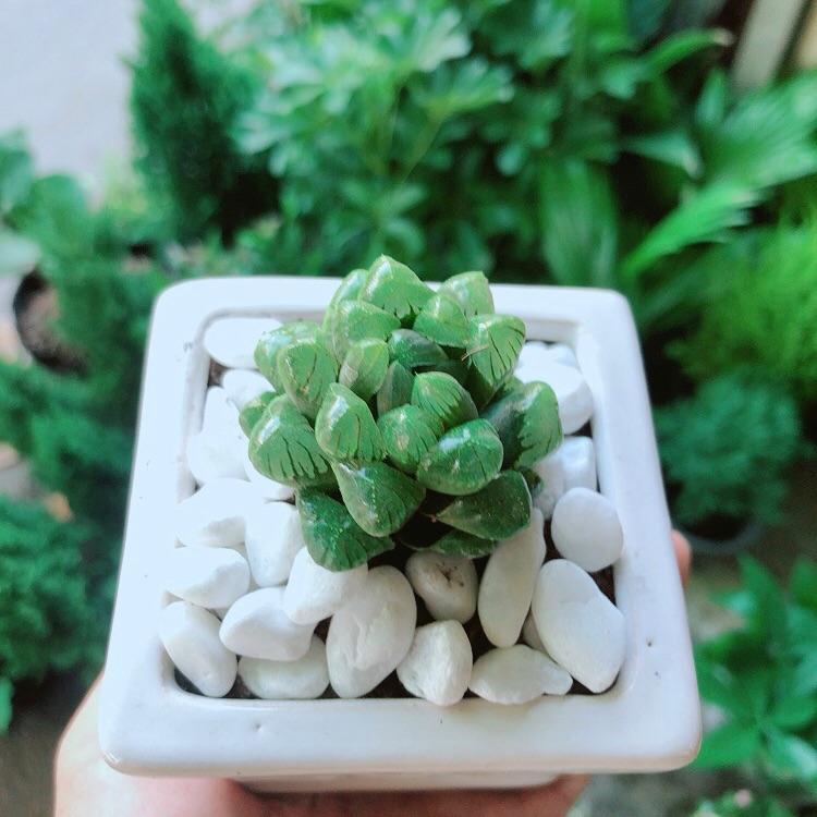 Chậu Cây Kim Cương Xanh Lá