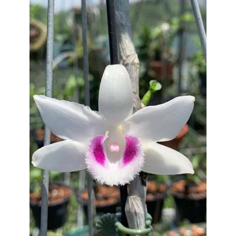 Hoa phong lan - 5ct hiển oanh