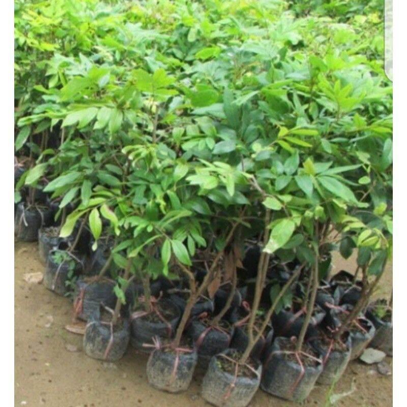 Cây Giống Nhãn Thái Ido Trồng Chậu_Nhãn Ido Ít Sâu Bệnh Năng Suất