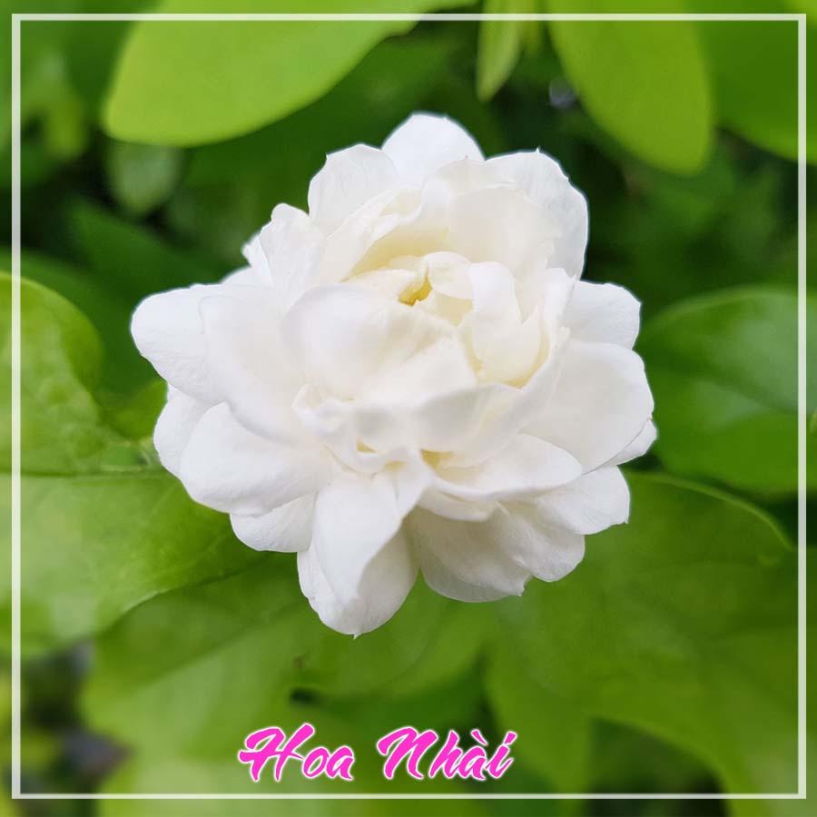 Trà Hoa Nhài khô 500gram