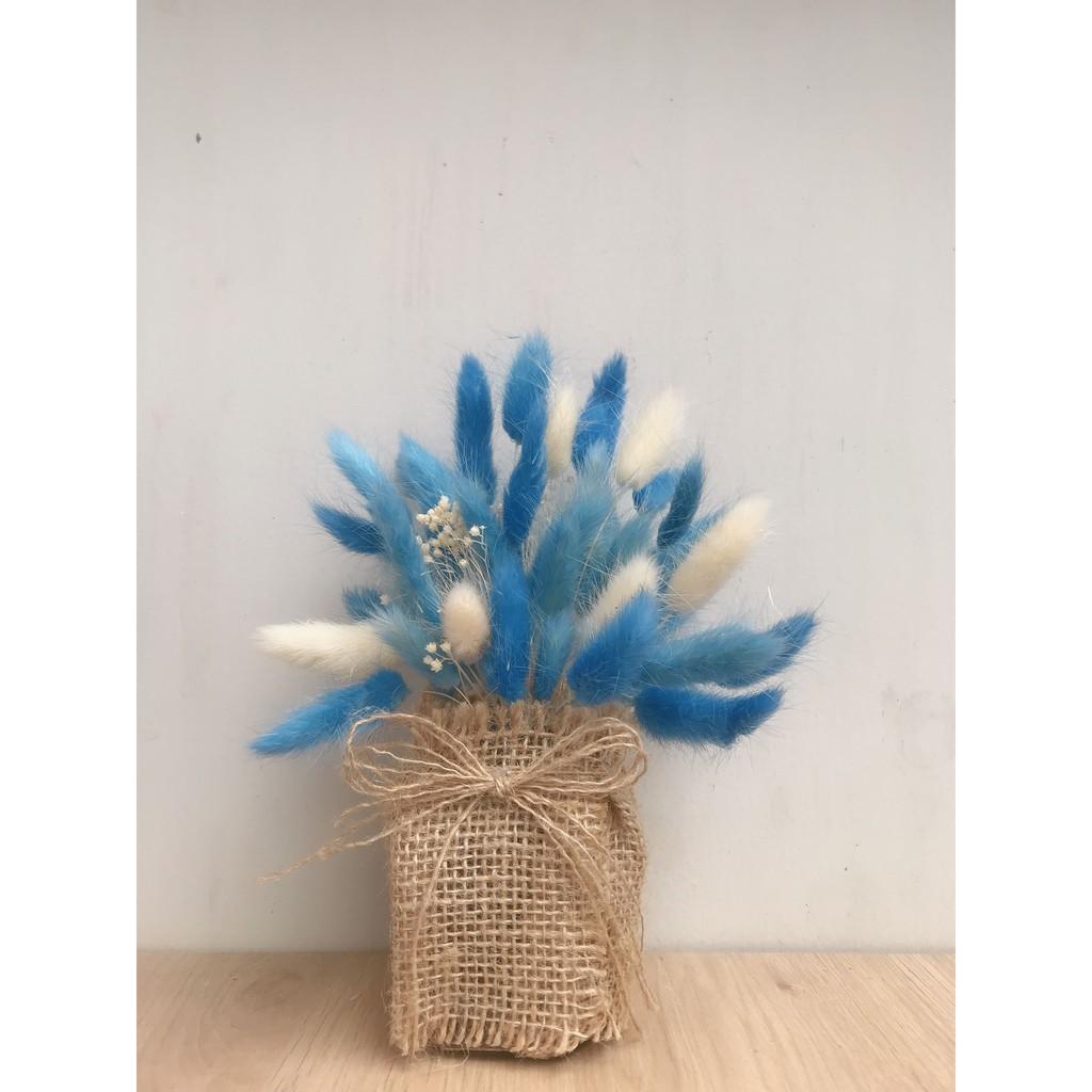 Chậu hoa đuôi thỏ xanh
