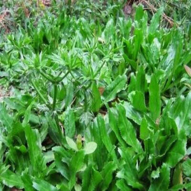 Cây Ngò Gai Giống - 20 Cây Có Bầu