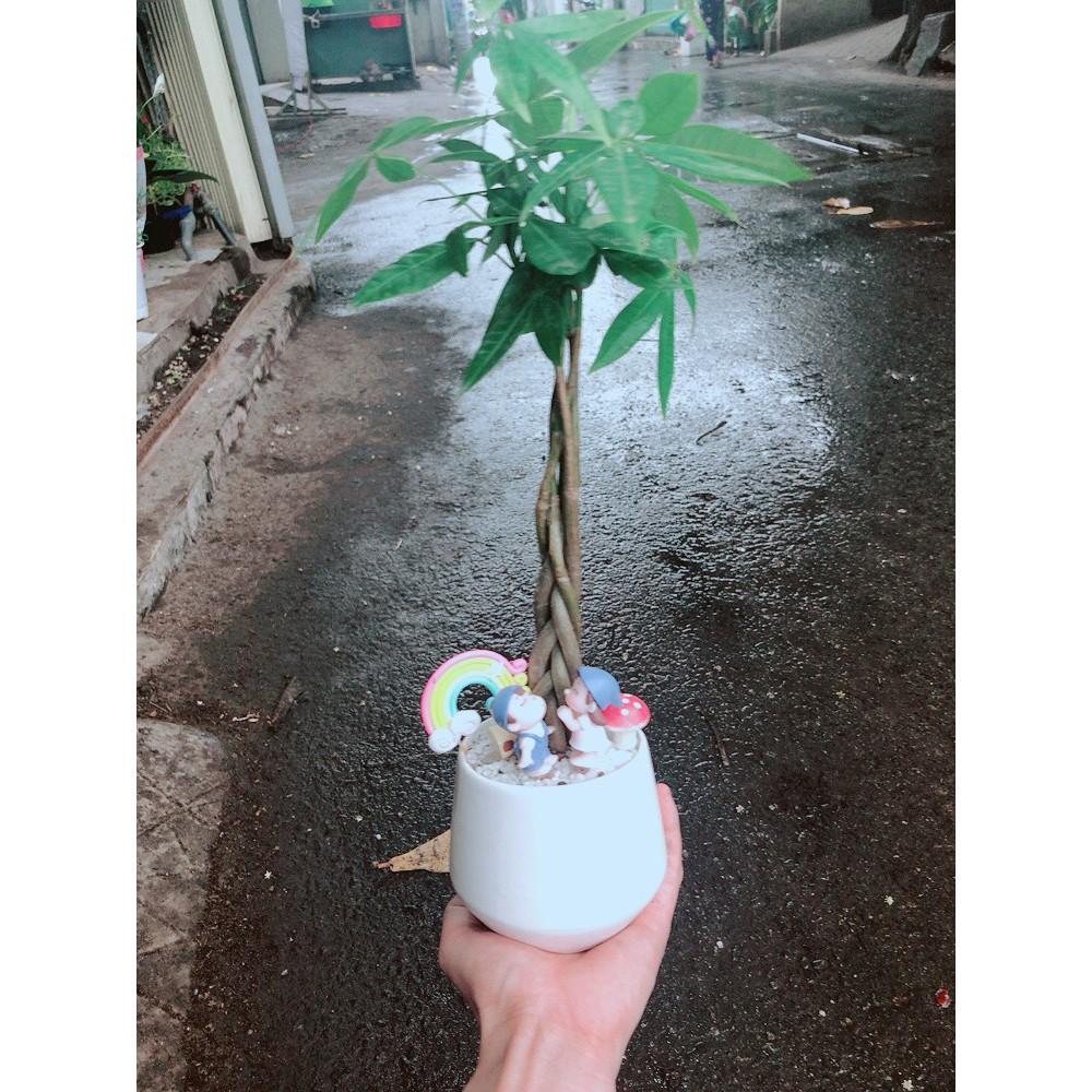 Chậu sen đá tiểu cảnh 17