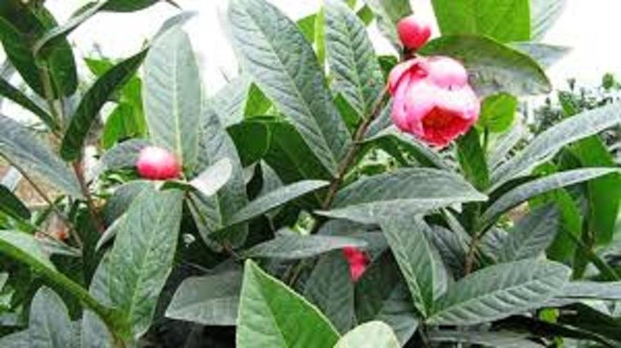 COMBO 2 BẦU CÂY GIỐNG HOA HẢI ĐƯỜNG SIÊU ĐẸP HOA NỞ TẾT