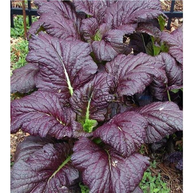 Combo 2 gói hạt giống rau cải canh lá đỏ f1-gói 10gram/tặng kèm gói phân bón lót