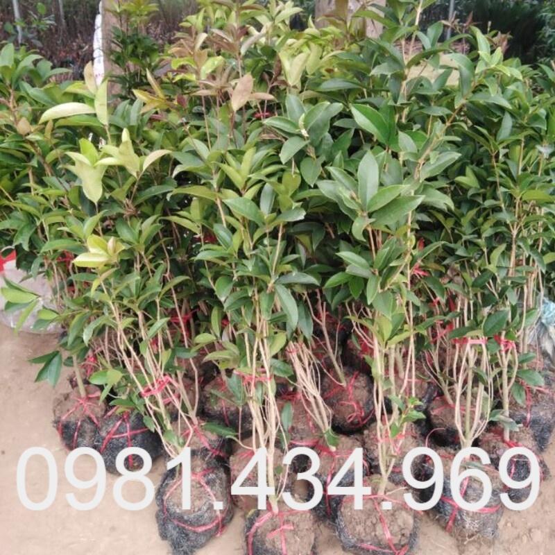 Cây Mộc Hương Ta Trưởng Thành 70cm Hoa Thơm Phức