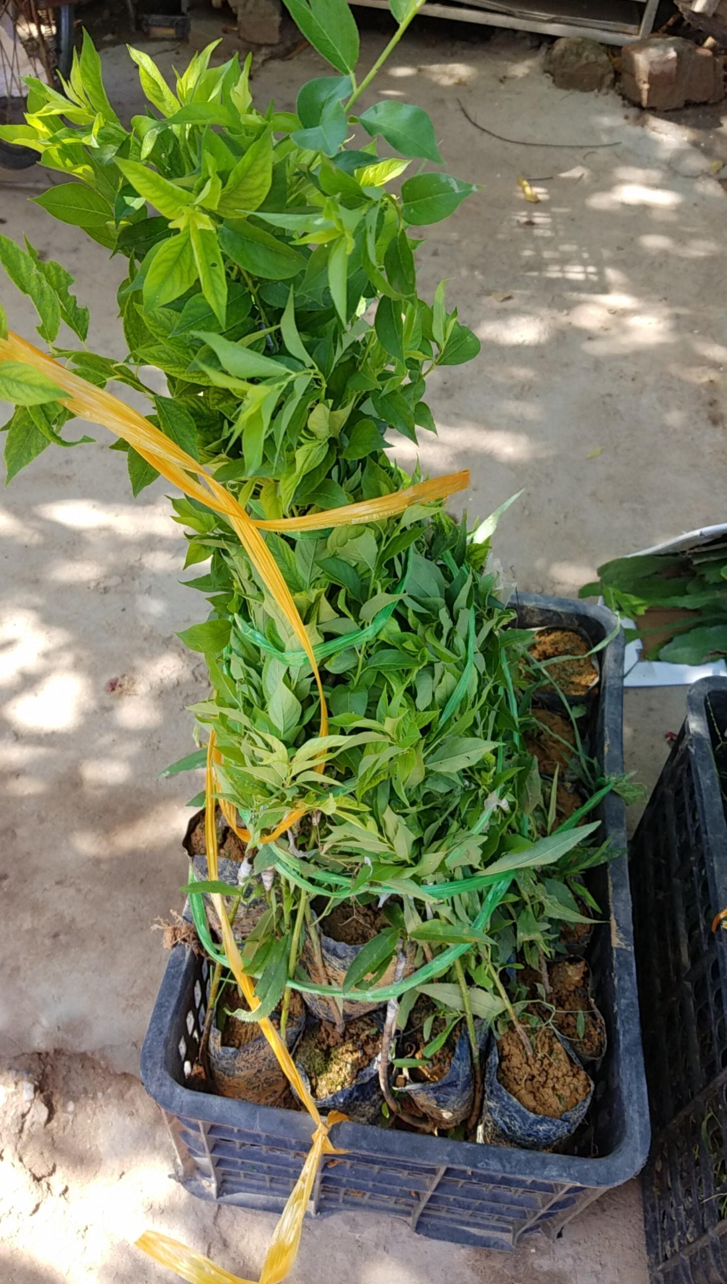 Mận tam hoa cây ghép mắt