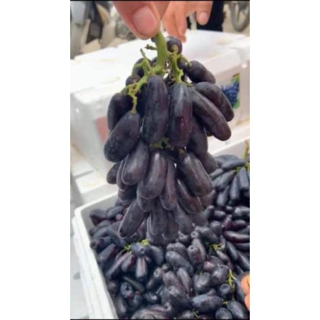 Sản phẩm NHO MÓNG TAY MĨ NỮ