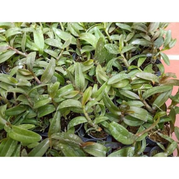 Hoa phong lan phi điệp trường sơn