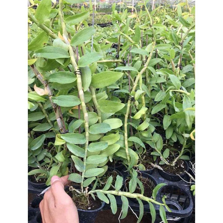 Phong lan giả hạc mắt xước