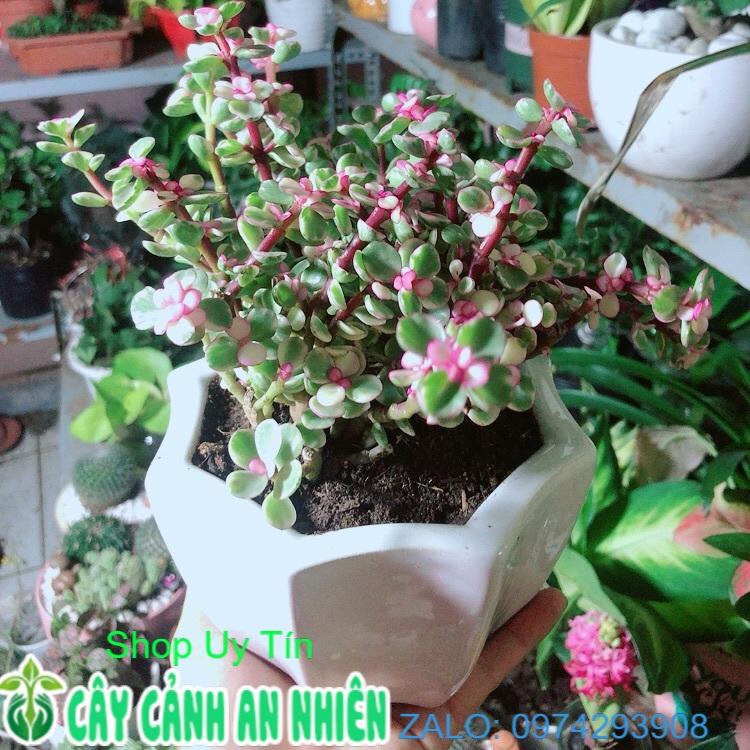 Chậu Cây Cành Vàng Lá Ngọc