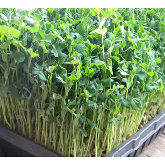 50gr hạt Mầm đậu Hà Lan