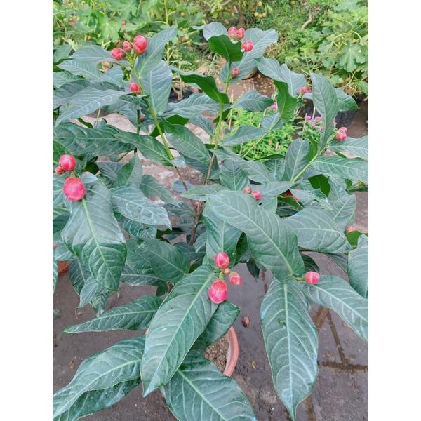 Cây Hoa Hải Đường