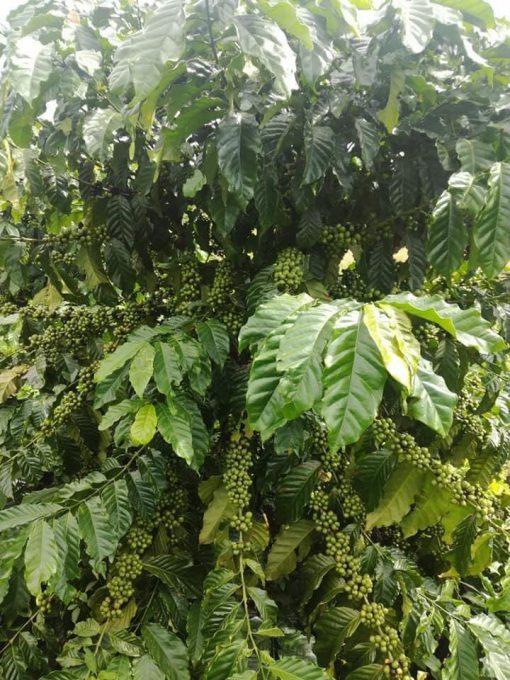 1 KG HẠT GIỐNG CÀ PHÊ THIỆN TRƯỜNG CAO SẢN 100% HẠT MỚI- TỶ LỆ NẢY MẦM CAO.