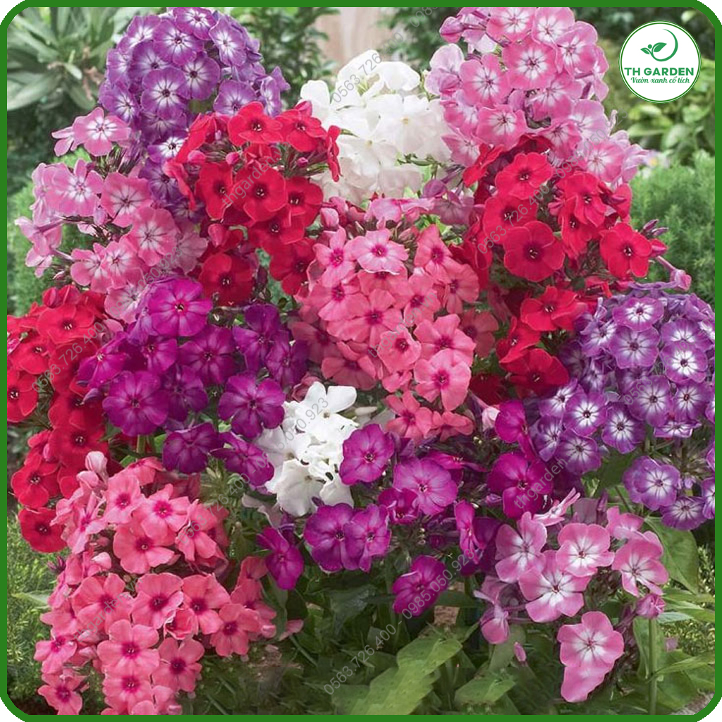 Hạt Giống Hoa Thanh Trúc Mix Nhiều Màu TH Garden - Siêu Đẹp Tuổi Thọ Cao, Hạt Giống Dễ Trồng Dễ Chăm Sóc, Hoa Thơm, Bền Màu, Lâu Tàn