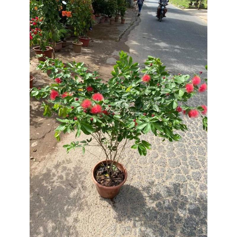 CÂY MAI TIÊN HỒNG