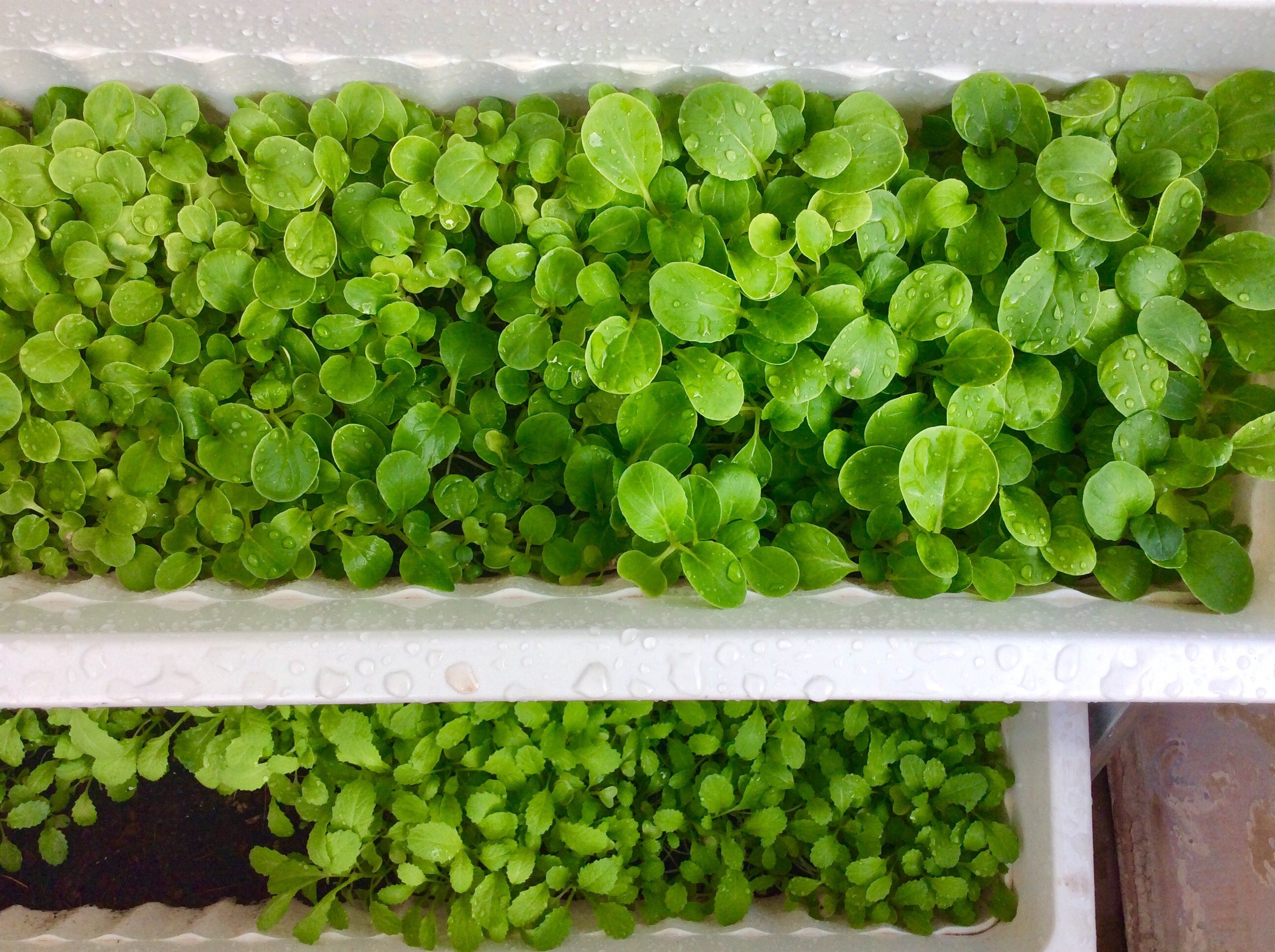 1L Phân Hữu Cơ Đạm Cá Tôm giàu Kali pha ra 400L Bón Cây Ăn Trái, Rau & Hoa Cảnh