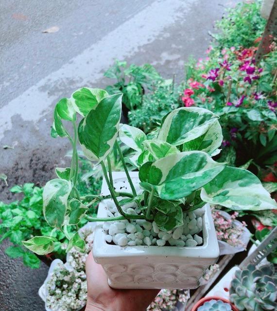 Chậu Trầu Bà Sữa