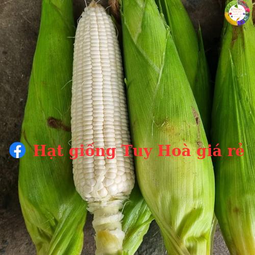 Hạt giống ngô nếp lai F1 Ngọc Trai 06 gói 500 gram