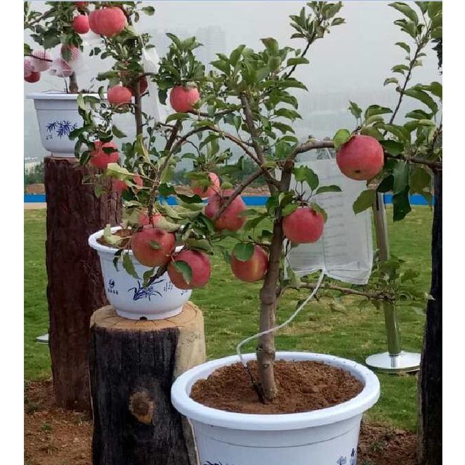Combo 3 gói hạt giống cây ăn trái táo lùn,táo bonsai -gói 10 hạt-tặng kèm gói kích mầm