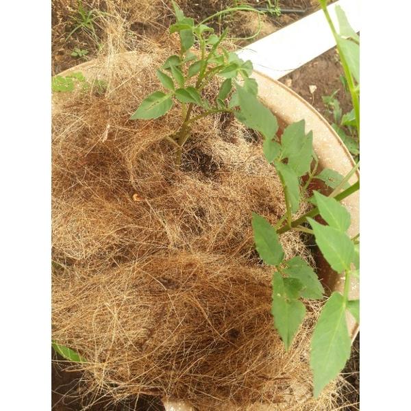 1kg chỉ sơ dừa che phủ chậu cây ,rau ,hoa...trồng lan