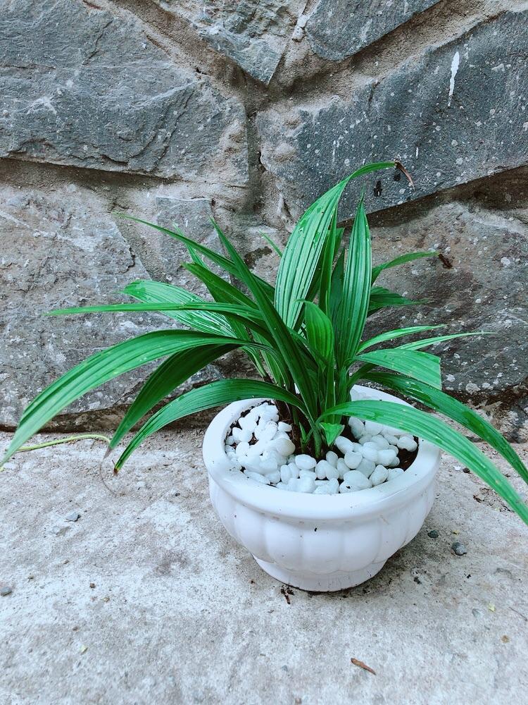 Chậu Cây Lan Đất Cho Hoa Màu Đỏ Hoặc Vàng