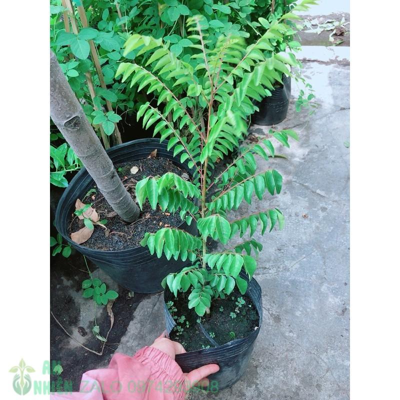 Cành Vàng Lá Ngọc Cổ Thụ