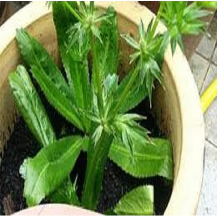 CHẬU RAU MÙI TÀU cây giống chuẩn