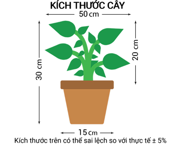 Dây Cúc Tần Ấn Độ