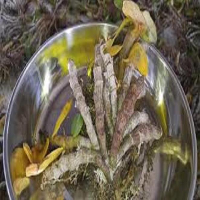Hoa lan - trầm tím lào( cây cao 25cm,to khỏe, bộ rễ đẹp)+ 700g phân thỏ hữu cơ ki mập khỏe ấm chậu