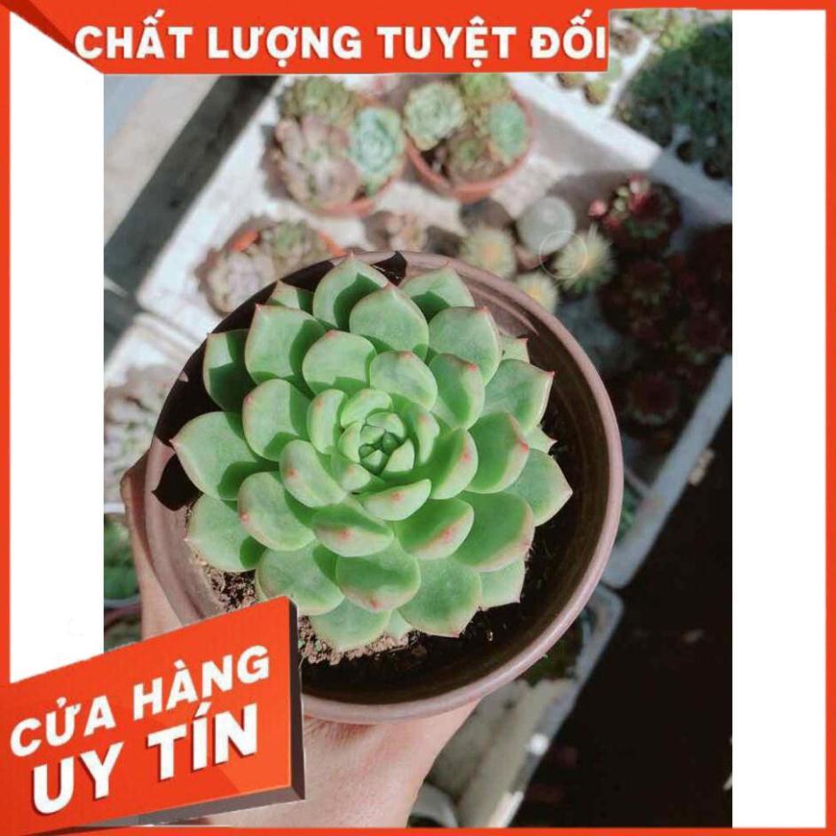 Sen đá đủ mẫu đồng giá 40k Nhiều Người Mua