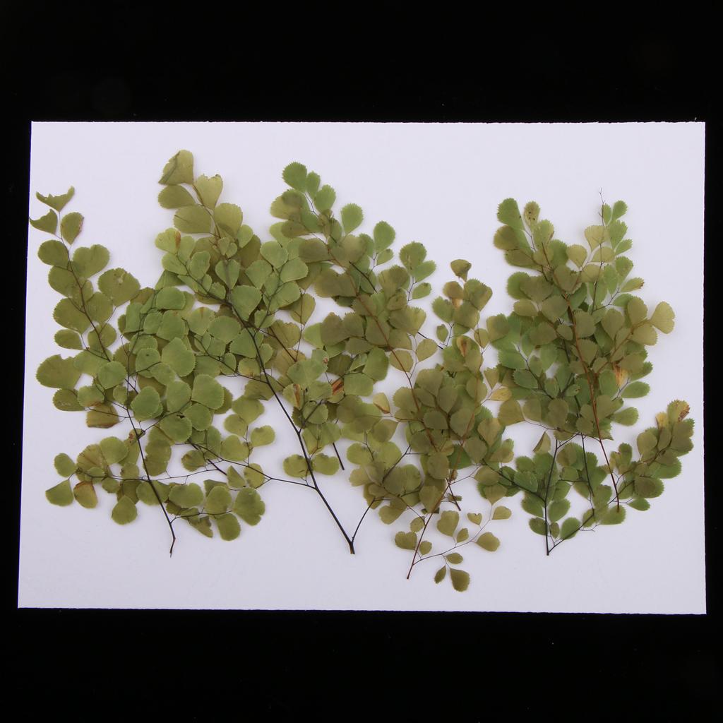 Set 10 Hoa Ép Khô Dùng Trang Trí Thủ Công Đa Năng