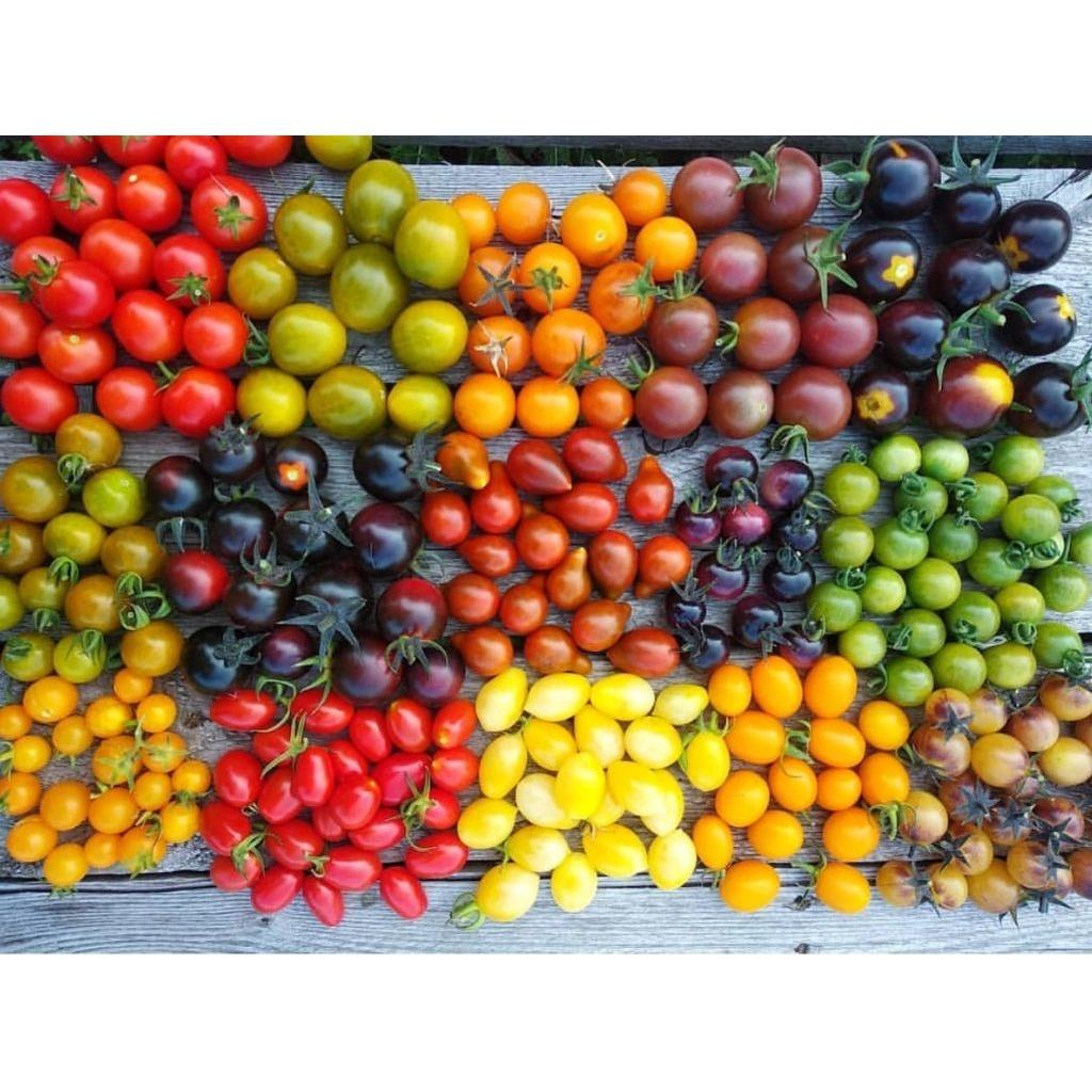 Hạt Giống Cà Chua Cherry MÀU NGẦU NHIÊN - Tỷ Lệ Nảy Mầm Cao