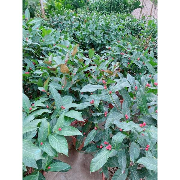 Cây Hoa Hải Đường