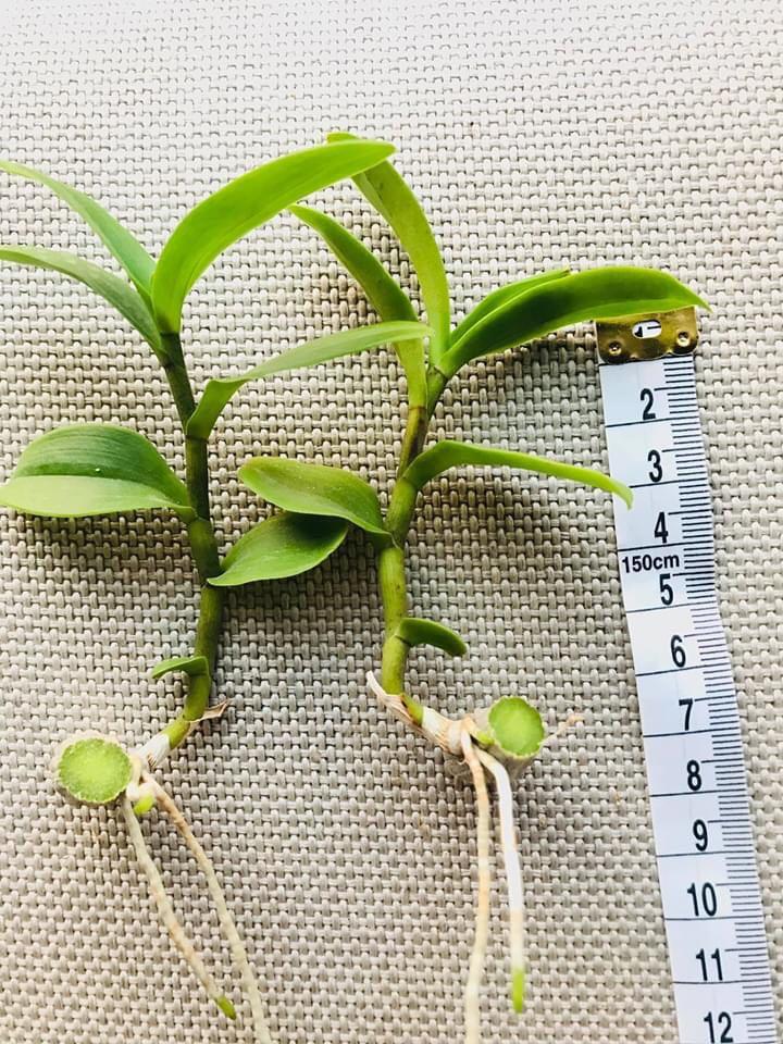 Phi điệp ĐỎ CÁNH MAI chuẩn giống cam kết chất lượng