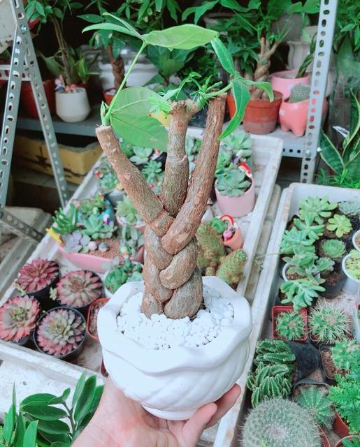 Chậu Kim Ngân 3 Thân