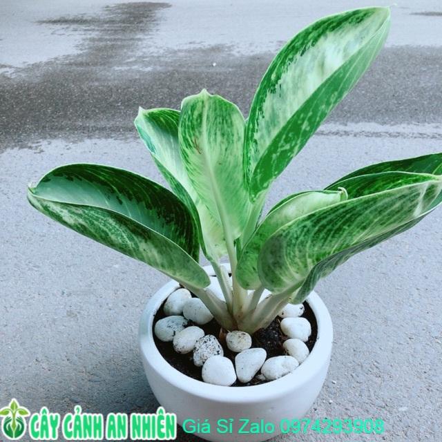 Chậu Cây Phát Tài