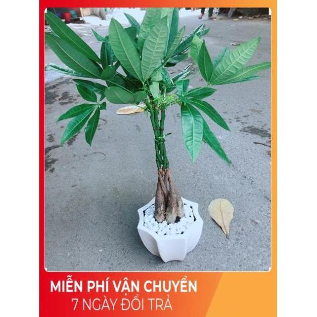 Chậu Kim Ngân 5 Thân Thắt Bính