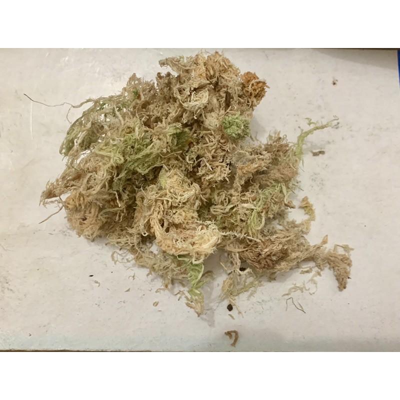 Dớn Chile trắng hàng xịn trắng giữ ẩm tốt gói 100gram