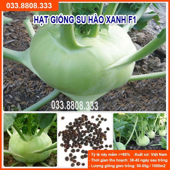 HẠT GIỐNG SU HÀO XANH 5gram - CỦ TO ĐẸP