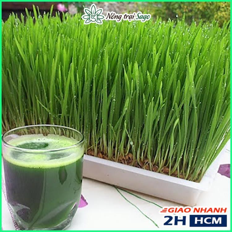 Hạt Giống Cỏ Lúa Mì Dễ Trồng, Thơm Ngon, Nhanh Thu Hoạch - Gói 100gr