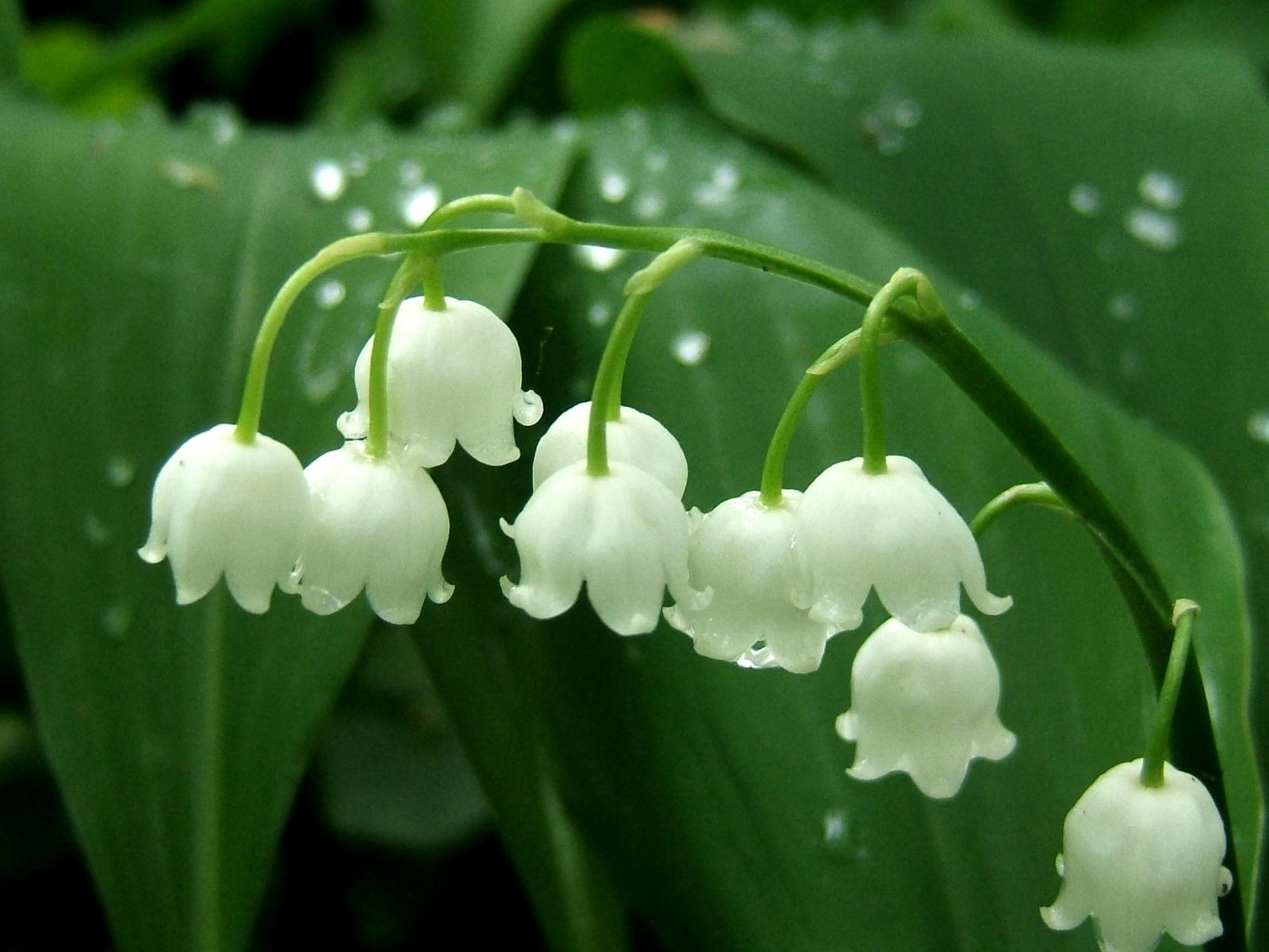 Ly nến thơm tinh dầu Bolsius Lily of the Valley 105g QT024330 - hoa lan chuông, nến trang trí, thơm phòng, thư giãn, hỗ trợ khử mùi